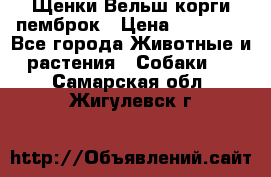 Щенки Вельш корги пемброк › Цена ­ 35 000 - Все города Животные и растения » Собаки   . Самарская обл.,Жигулевск г.